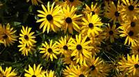 Vorschau Blume 3